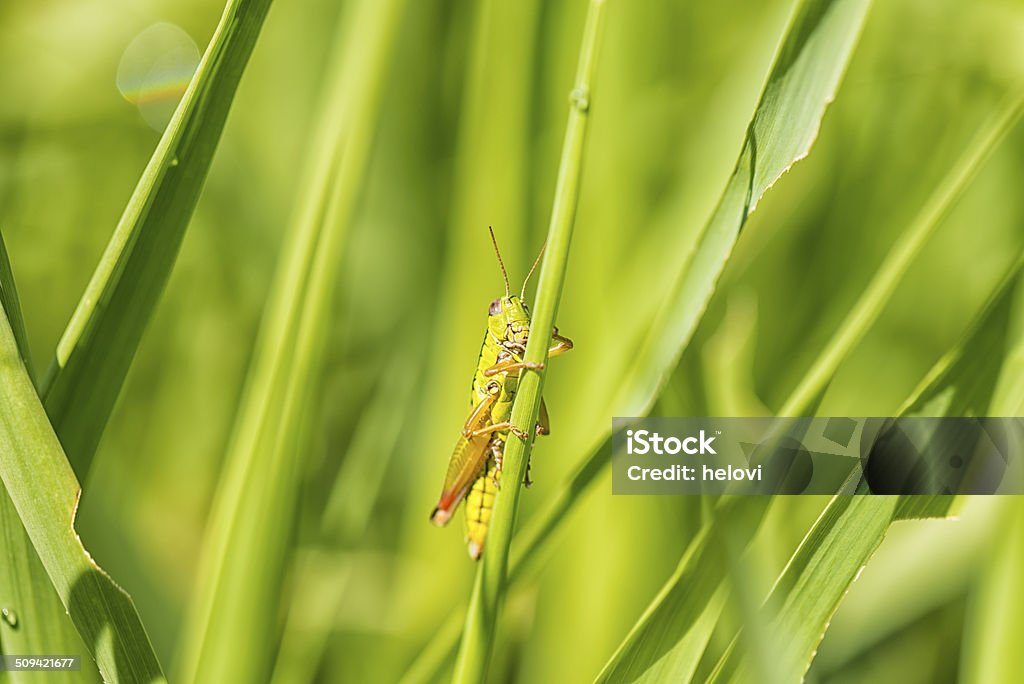 Grasshopers на Травинка - Стоковые фото Без людей роялти-фри