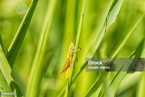 Grasshopers На Травинка — стоковые фотографии и другие картинки Без людей - Без людей, Горизонтальный, Естественное состояние земли