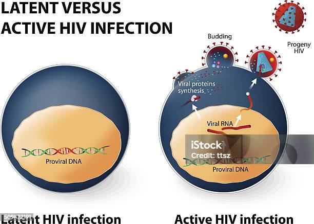 Latent And Active Hiv Infection Stock Illustration - Download Image Now - Biological Cell, AIDS, Activity