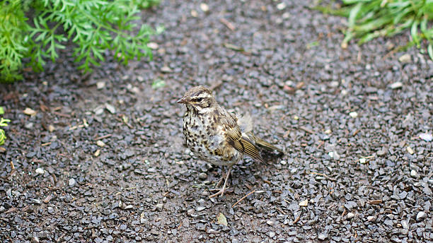 Small Brown Icelandic bird stock photo