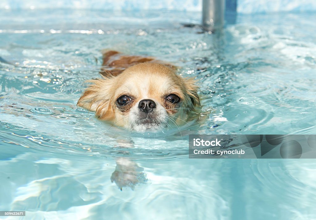 swimming chihuahua portrait of a cute purebred  chihuahua who swimming Dog Stock Photo