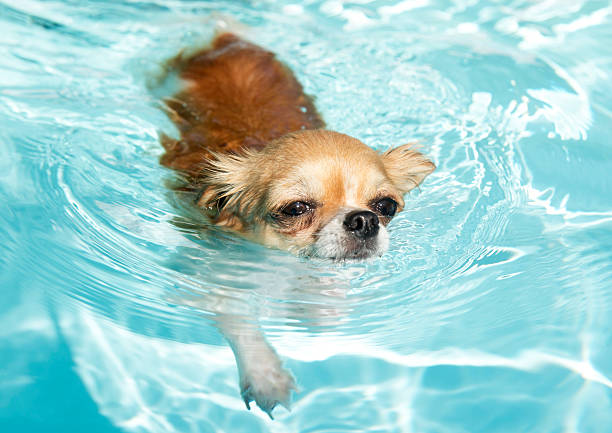 istock swimming chihuahua 509422673