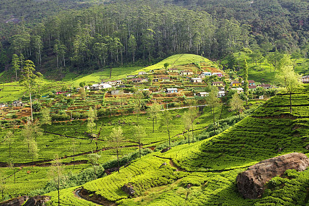 istock tea plantation countryside 509422703