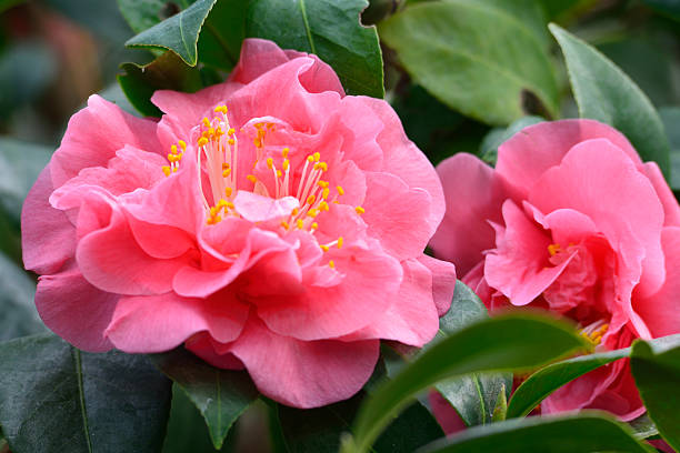 Camellia Japanese Camellia camellia stock pictures, royalty-free photos & images