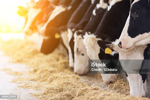 Holstein Cows Feeding Stock Photo - Download Image Now - Dairy Cattle, Eating, Feeding