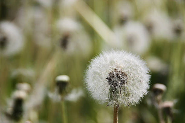 istock The end of dandelion flower 509423600