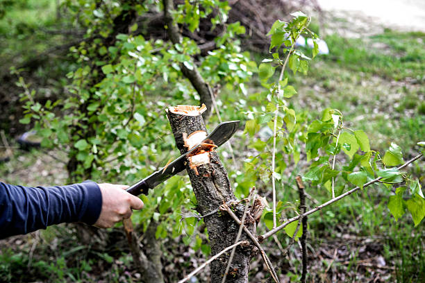 Cutting wood with machete Male hand is cutting a tree with the machete in the forest. Machete stock pictures, royalty-free photos & images