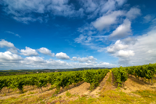 Vineyards near Carcassonne (Aude, Languedoc-Roussillon, France) at summer