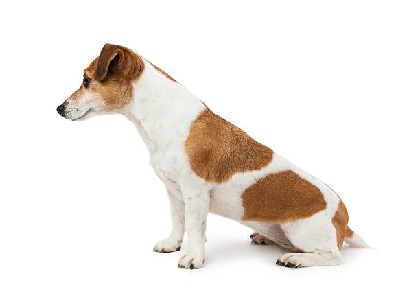 Dog Jack Russell terrier sitting side