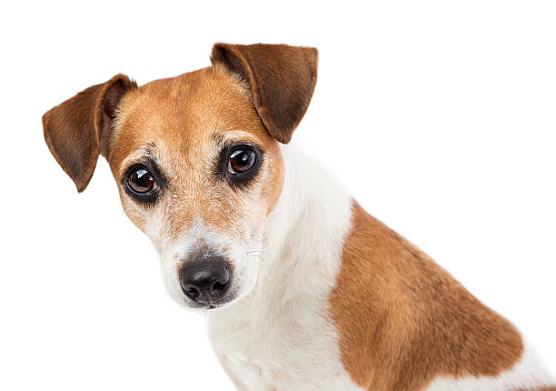 istock Portrait of a beautiful dog 509428594