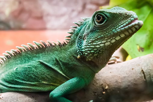 lizard with spikes on bruch in terrarium