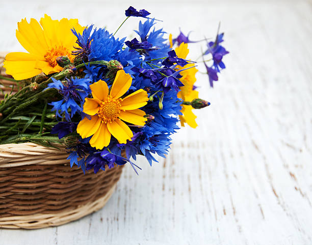 블루 cornflowers, 코스모스 꽃 - cosmos flower cut flowers daisy family blue 뉴스 사진 이미지