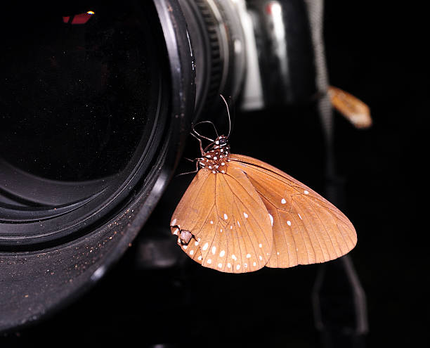 istock Beautiful butterfly on a camera lens 509429282