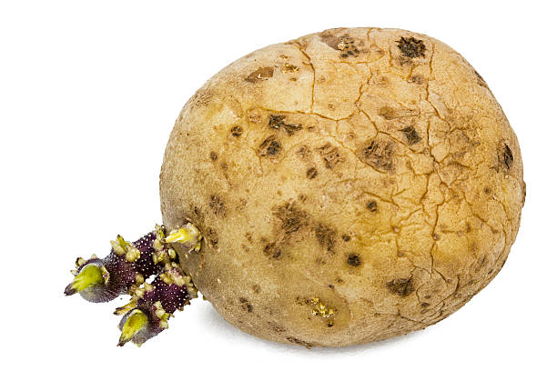 istock Potatoes with sprouts, isolated on white background 509429492