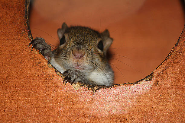 istock squirrel coming out from the nest 509429548
