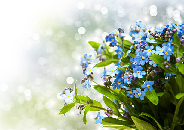 istock Forget-me-nots flowers 509430222