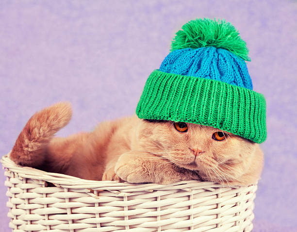 istock Cat wearing a knitted cap lies in a basket 509430368