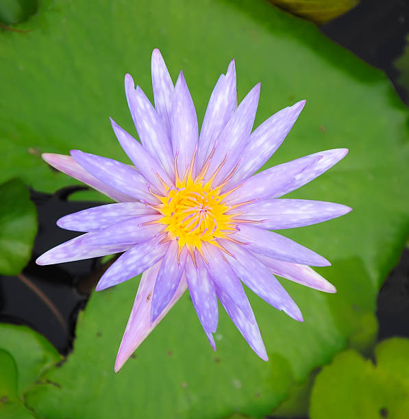 istock Beauty water lilly flower 509430526