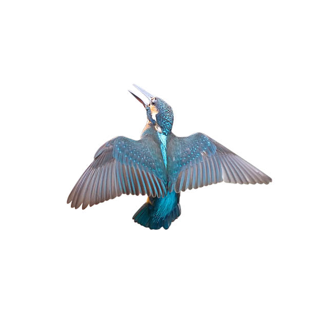 istock Blue flying Bird Common Kingfisher (Alcedo atthis) isolated on w 509430786