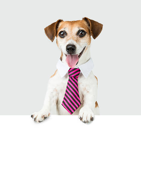 empleado administrativo de perro - dog smiling animal tongue pink fotografías e imágenes de stock