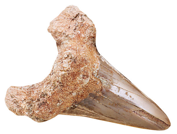 istock mineralized natural fossil prehistoric shark tooth 509431388