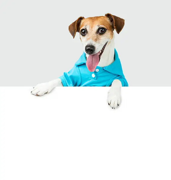 Photo of Blue t-short smiling dog