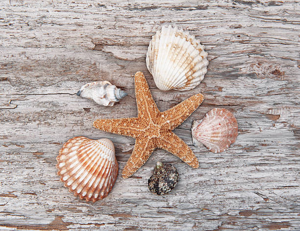 istock Seashells on the old weathered wood 509431806