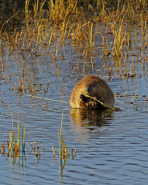 istock Sub-adult American Beaver In Pond 509431940
