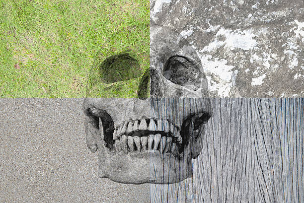 Human skull in the different background, grass rock, wood, cemen