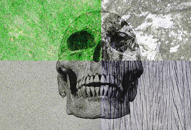 istock Human skull in the different background, grass rock, wood, cemen 509432574