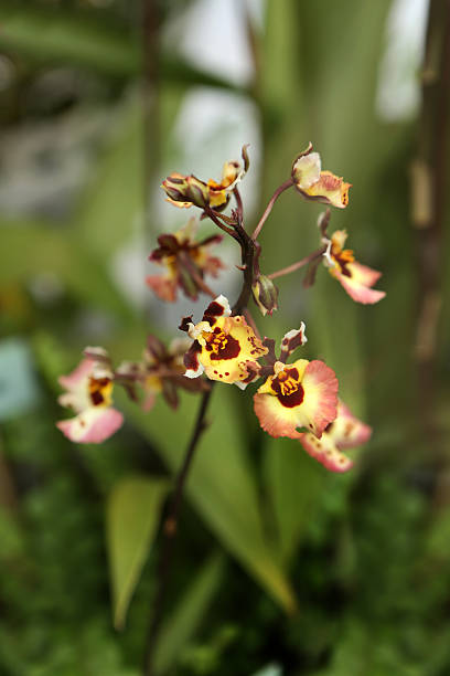 Flag Leaf Oncidium Orchid Flag Leaf Oncidium Orchid oncidium orchids stock pictures, royalty-free photos & images