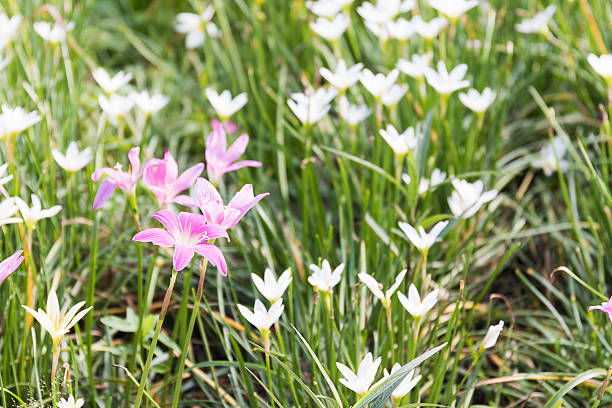 fata nel giardino di fiori di giglio - zephyranthes lily foto e immagini stock