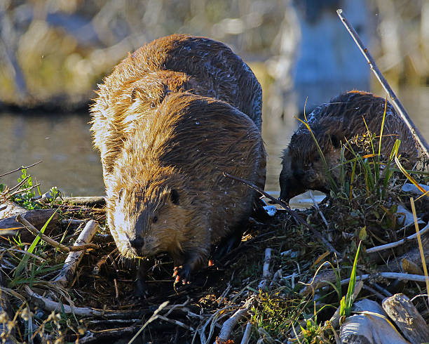 istock American Beaver on Dam 509433866