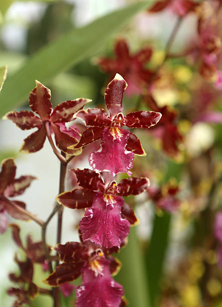 Purple Fairy Oncidium Purple Fairy Oncidium  oncidium orchids stock pictures, royalty-free photos & images