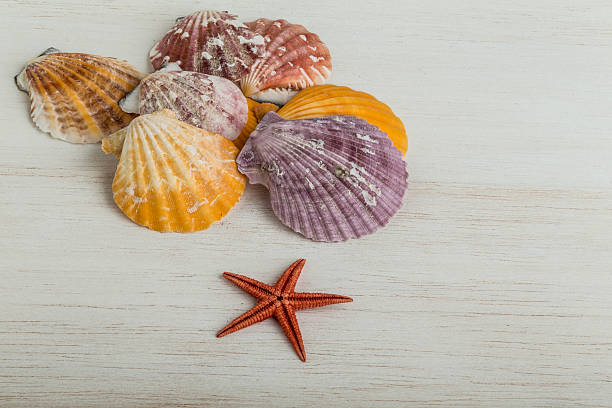 istock summer template with seashells on wood 509434562