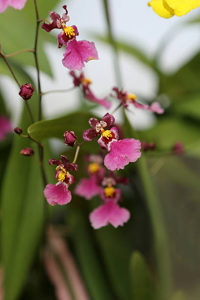 Oncidium / orchid Oncidium / orchid oncidium orchids stock pictures, royalty-free photos & images