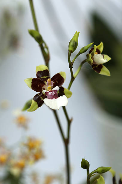 Oncidium / orchid Oncidium / orchid oncidium orchids stock pictures, royalty-free photos & images