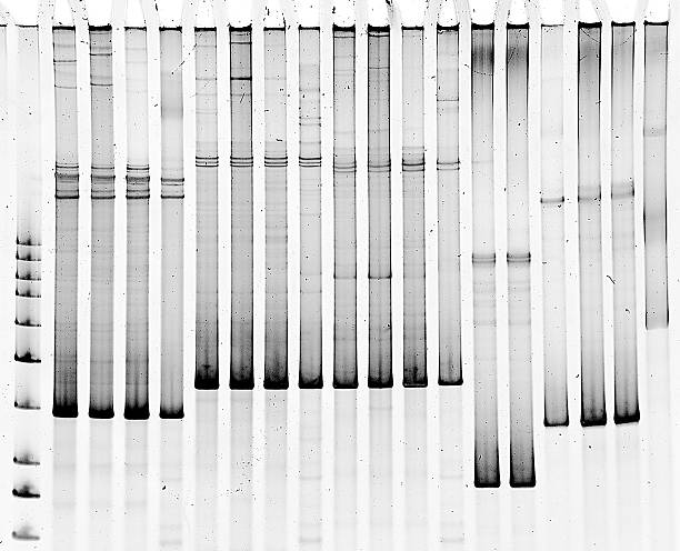 Polyacrylamide gel electrophoresis Mutation screening in polyacrylamide gel dna sequencing gel stock pictures, royalty-free photos & images