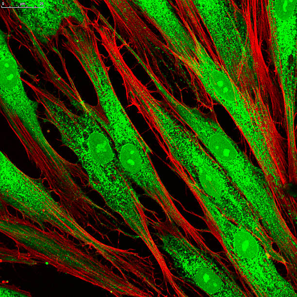 piel de células etiquetado con tintes fluorescentes - stem cell human cell animal cell science fotografías e imágenes de stock