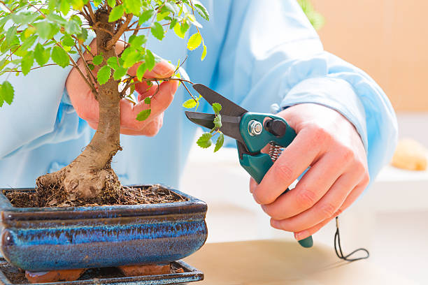 istock Woman trimming bonsai tree 509435966