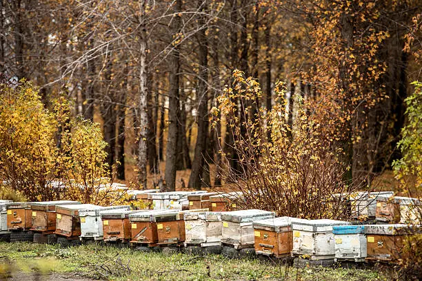 Lots of bee hives all over the rural landscape in autumn forest