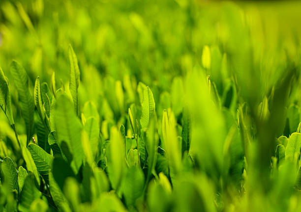 istock Fresh lush green leaves background texture 509436460