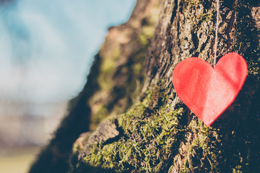 Red Heart on a tree, love bacground.