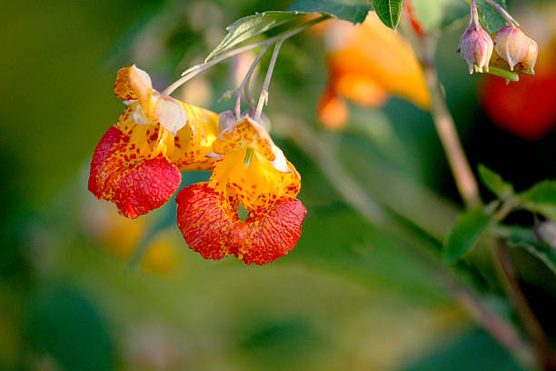 Common Jewelweed - Impatiens capensis, wildflower or weed common in  ditches, and along creeks