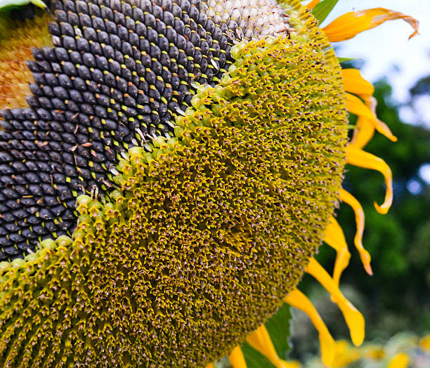 close-up - achene - fotografias e filmes do acervo