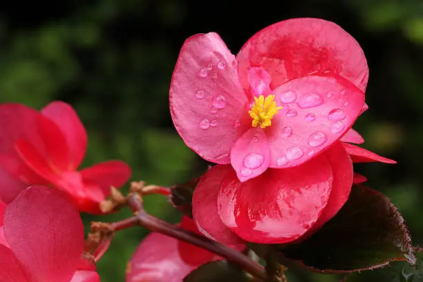 Magenta Pink Begonia Flowers with raindroplets