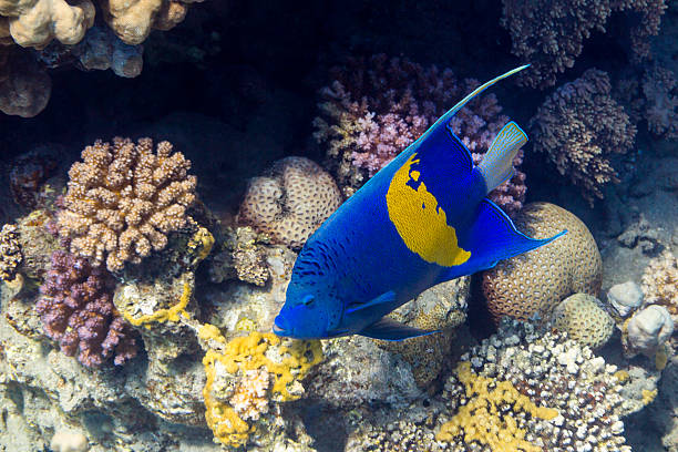 istock Sichel-Kaiserfisch - Angelfish in Red Sea, Egypt 509444319