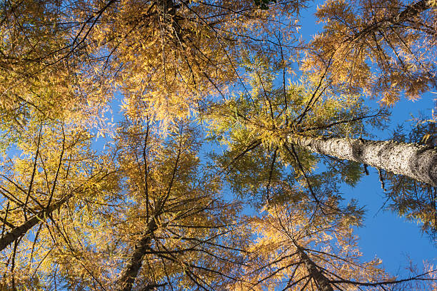 istock European larches in autumn colours 509444715