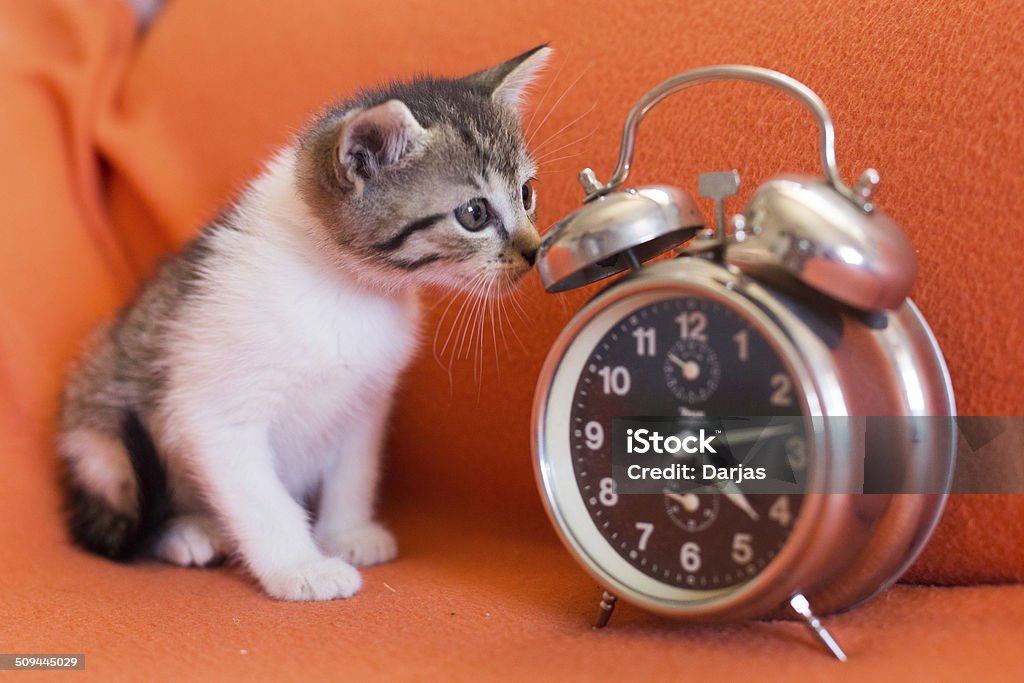 Kitten with alarm clock Cute kitten watching an alarm clock Pets Stock Photo