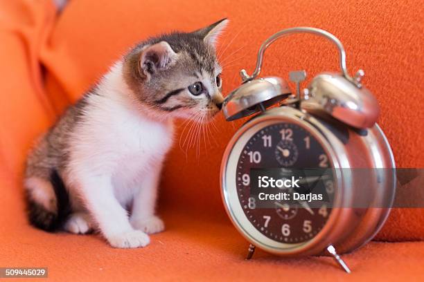 Kitten With Alarm Clock Stock Photo - Download Image Now - Pets, Time, Alarm Clock
